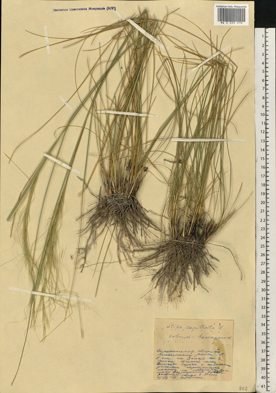 Stipa capillata L., Eastern Europe, Central forest-and-steppe region (E6) (Russia)