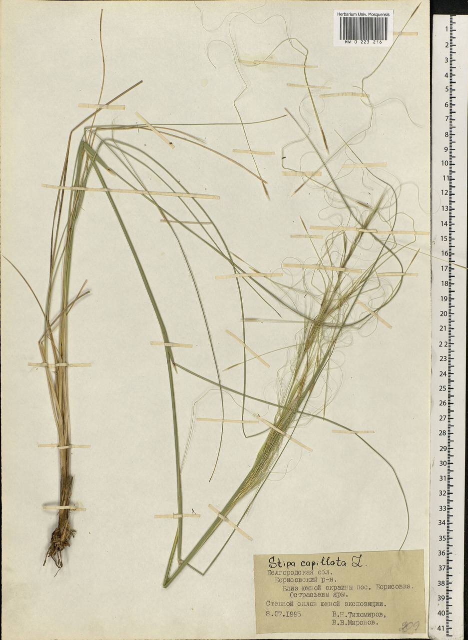 Stipa capillata L., Eastern Europe, Central forest-and-steppe region (E6) (Russia)