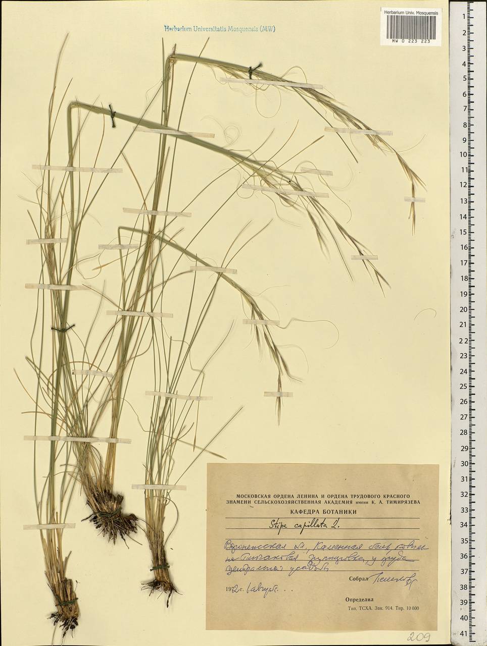 Stipa capillata L., Eastern Europe, Central forest-and-steppe region (E6) (Russia)