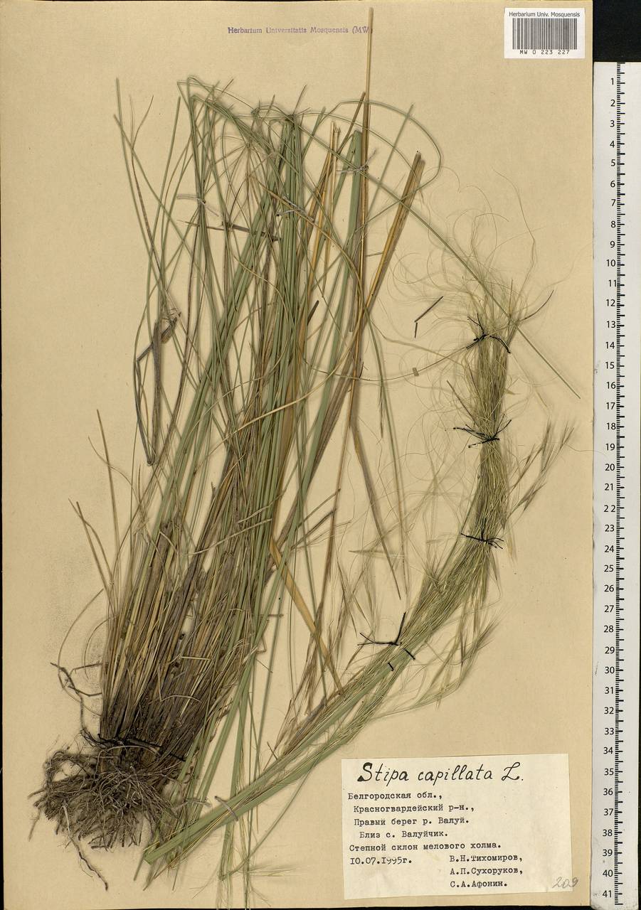Stipa capillata L., Eastern Europe, Central forest-and-steppe region (E6) (Russia)