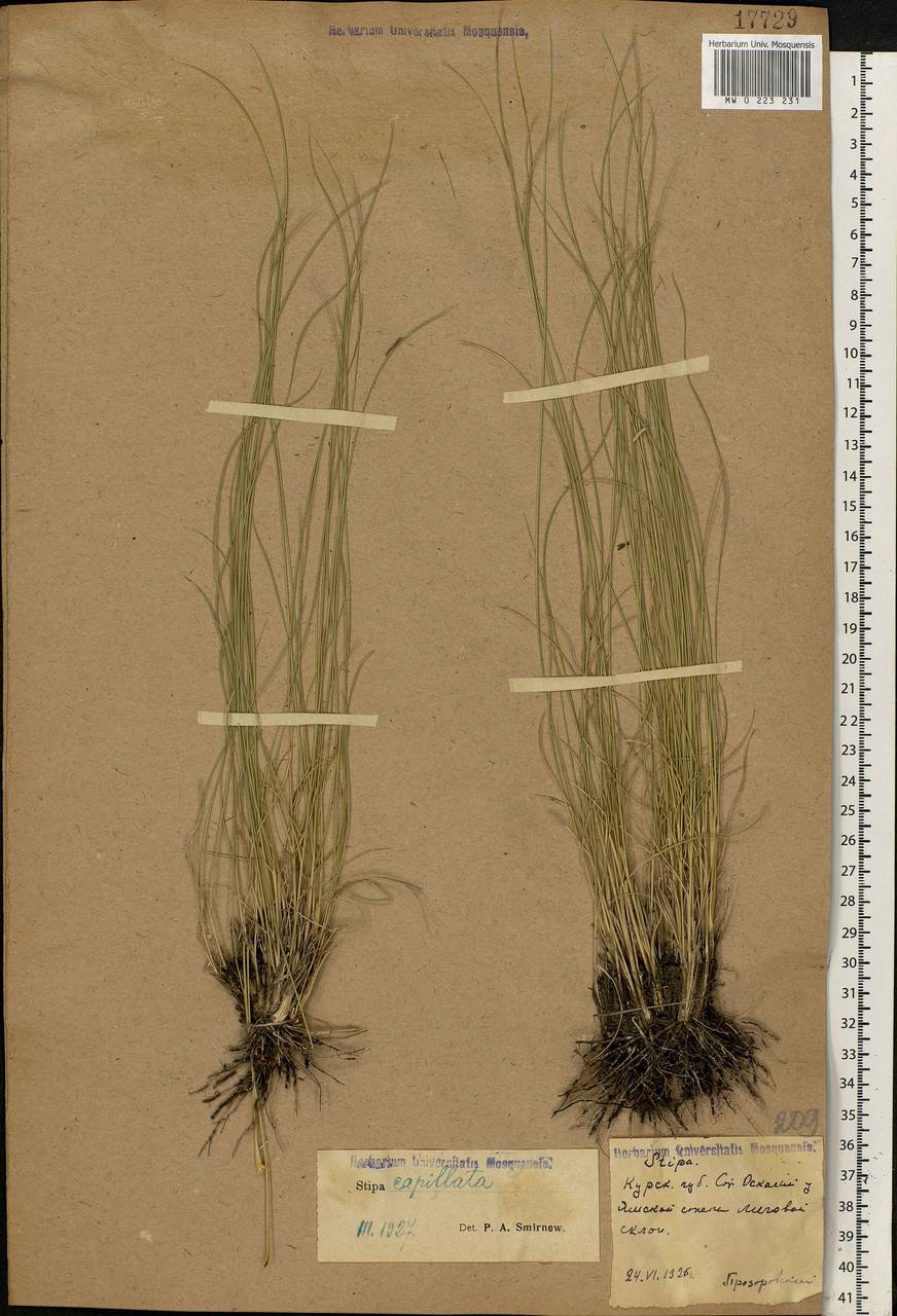 Stipa capillata L., Eastern Europe, Central forest-and-steppe region (E6) (Russia)