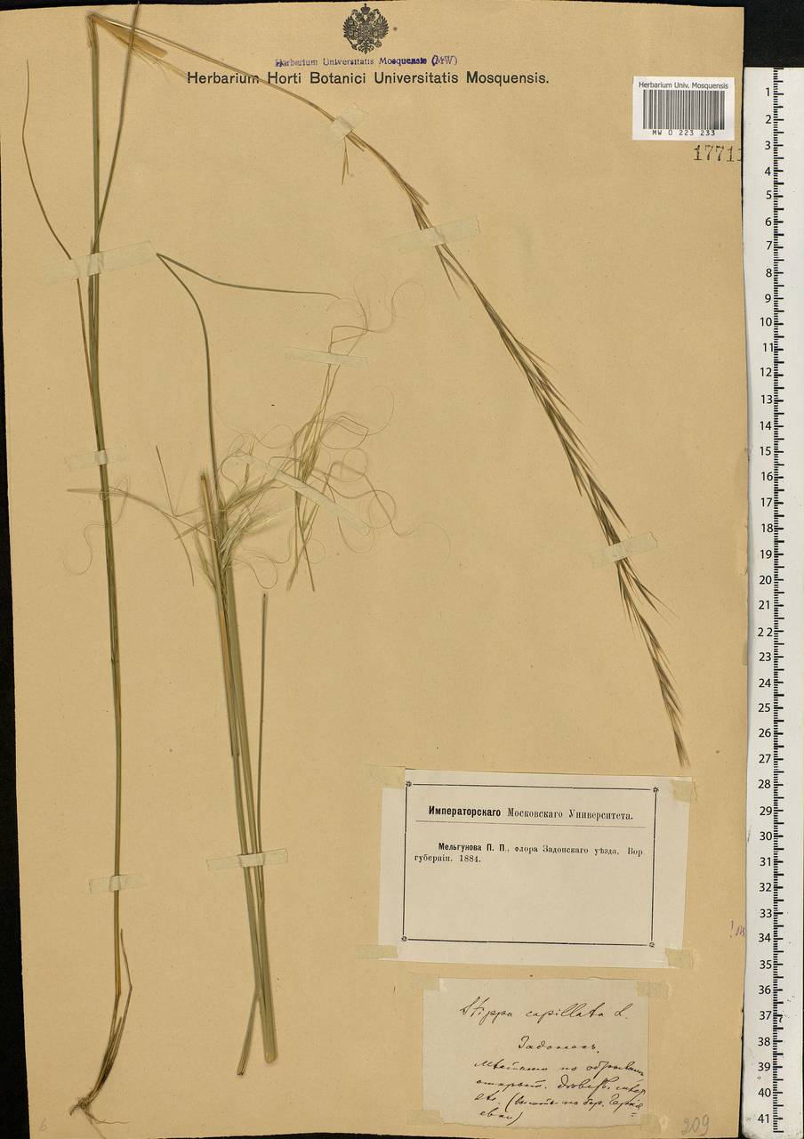 Stipa capillata L., Eastern Europe, Central forest-and-steppe region (E6) (Russia)