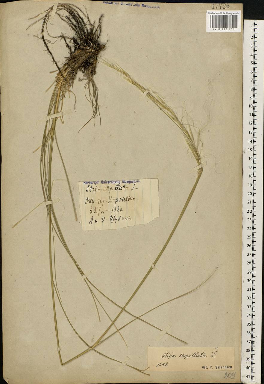 Stipa capillata L., Eastern Europe, Central forest-and-steppe region (E6) (Russia)