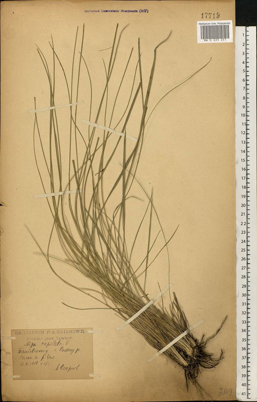 Stipa capillata L., Eastern Europe, Central forest-and-steppe region (E6) (Russia)