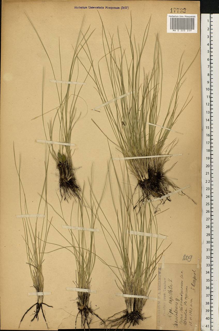 Stipa capillata L., Eastern Europe, Central forest-and-steppe region (E6) (Russia)