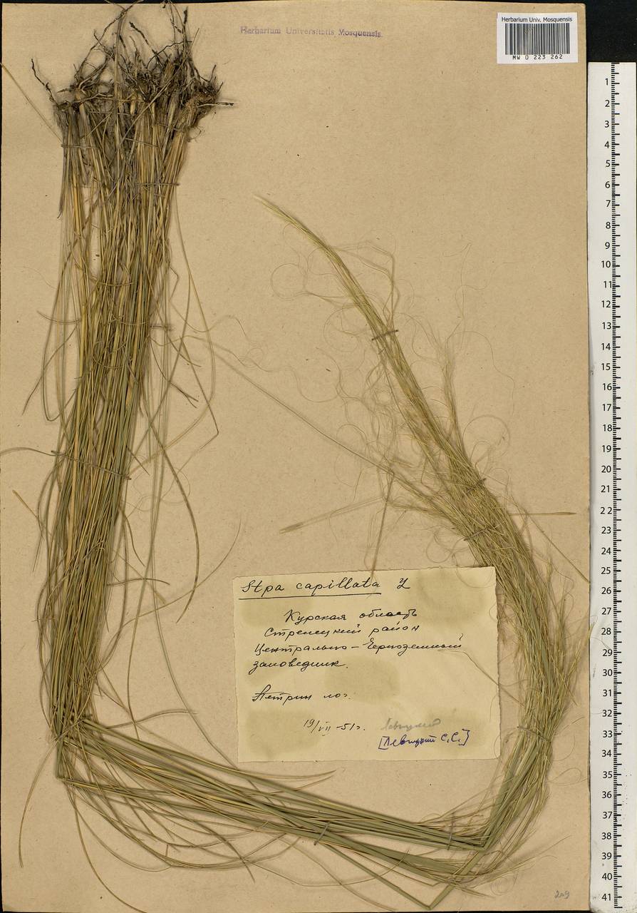 Stipa capillata L., Eastern Europe, Central forest-and-steppe region (E6) (Russia)
