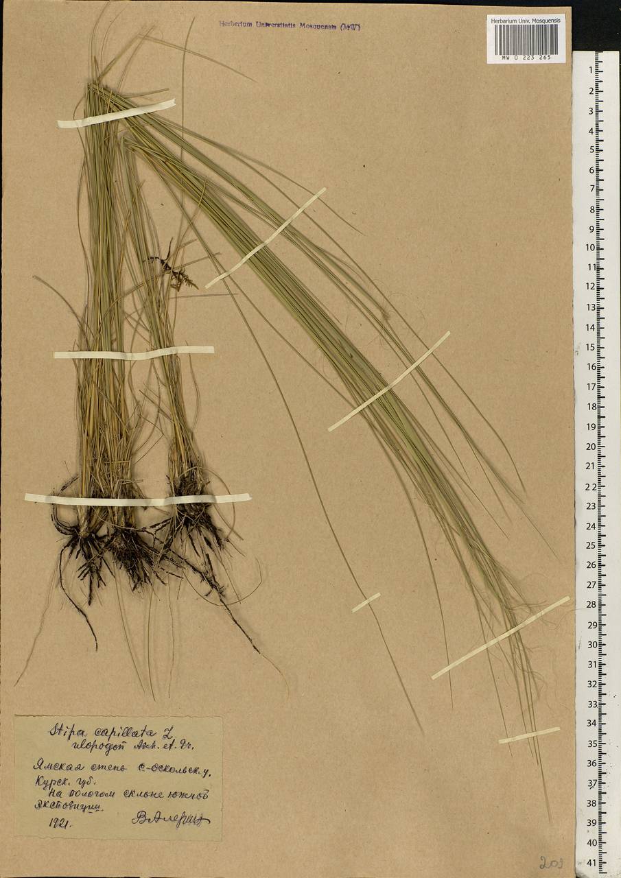 Stipa capillata L., Eastern Europe, Central forest-and-steppe region (E6) (Russia)