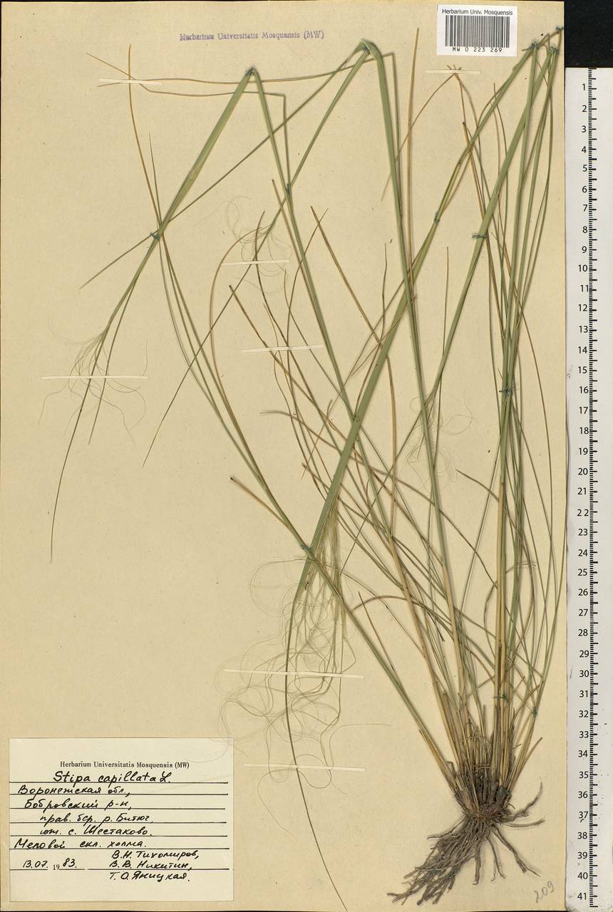 Stipa capillata L., Eastern Europe, Central forest-and-steppe region (E6) (Russia)