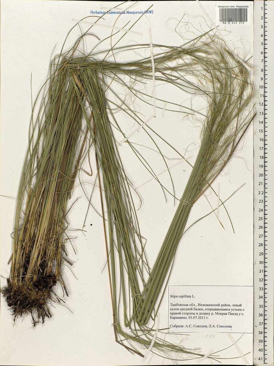 Stipa capillata L., Eastern Europe, Central forest-and-steppe region (E6) (Russia)