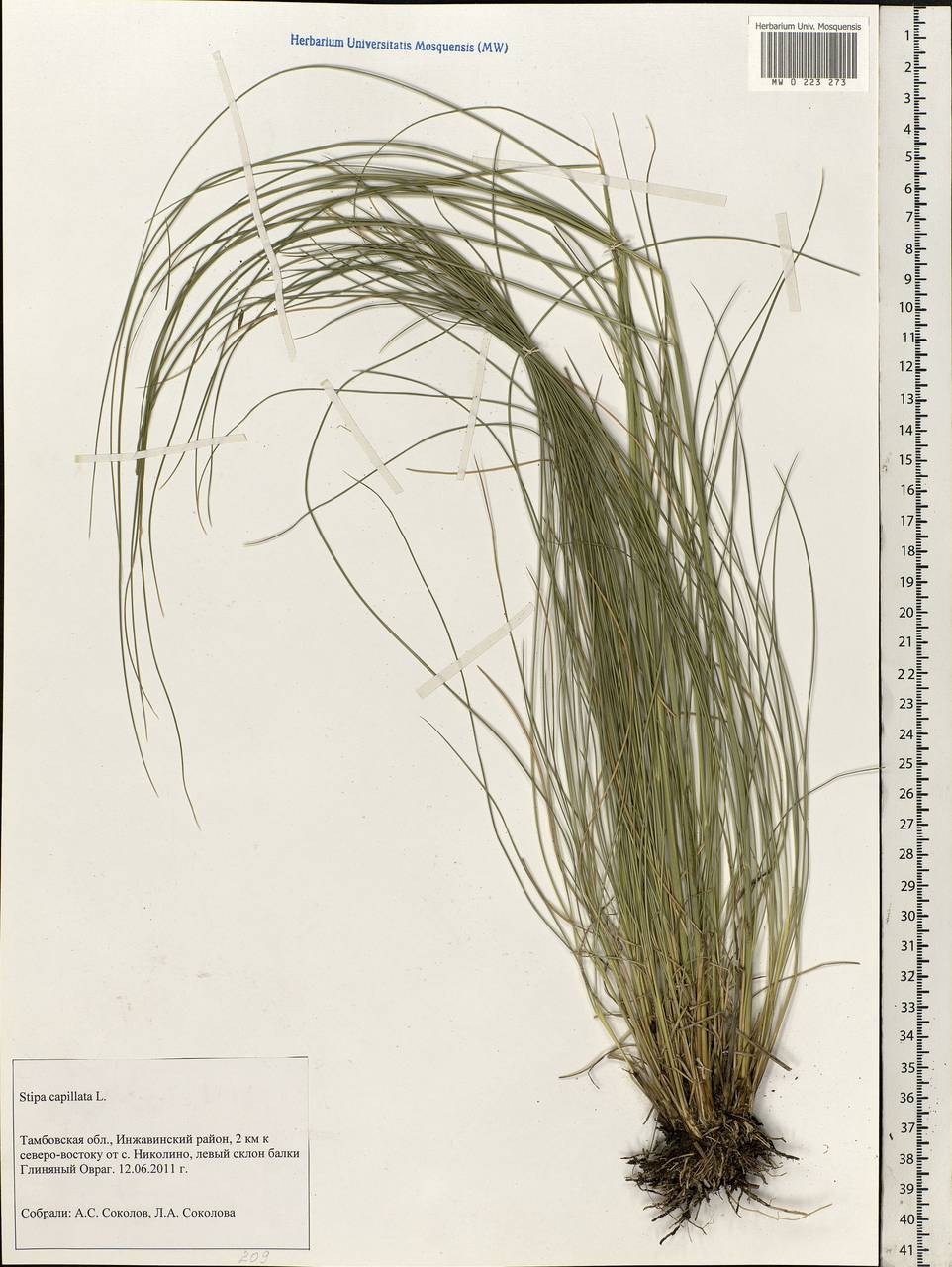 Stipa capillata l. ковыль волосатик