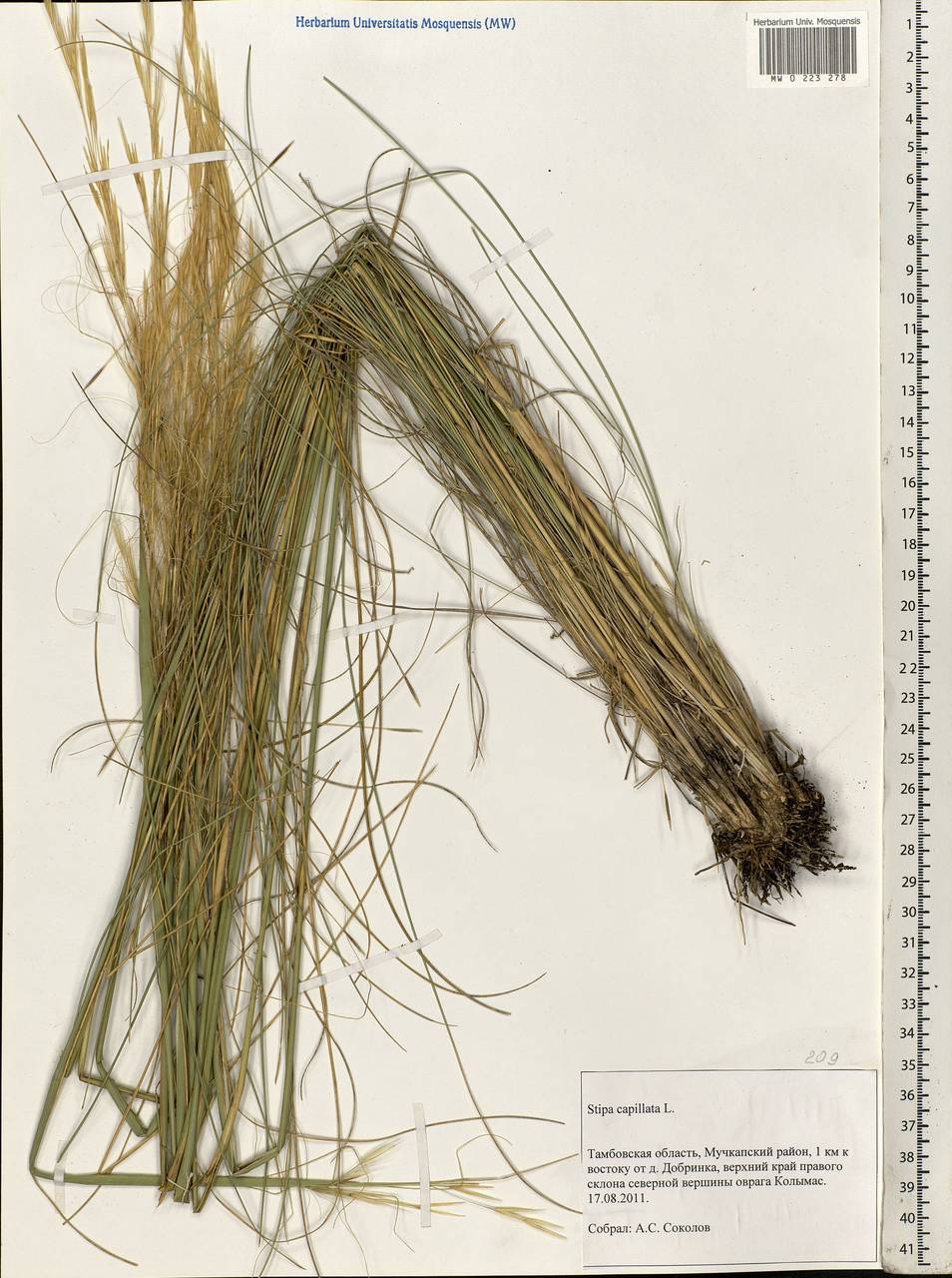 Stipa capillata L., Eastern Europe, Central forest-and-steppe region (E6) (Russia)