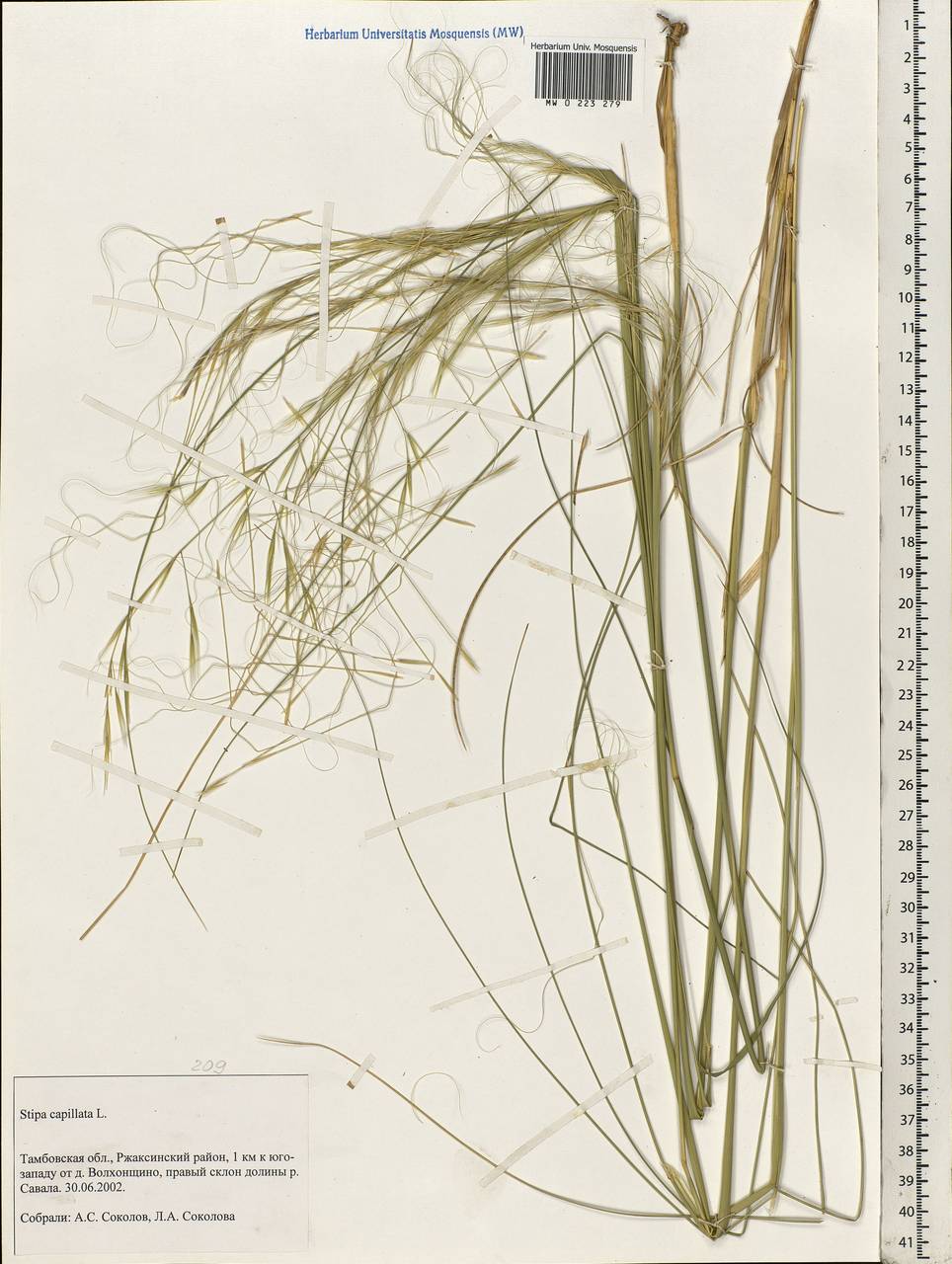 Stipa capillata L., Eastern Europe, Central forest-and-steppe region (E6) (Russia)