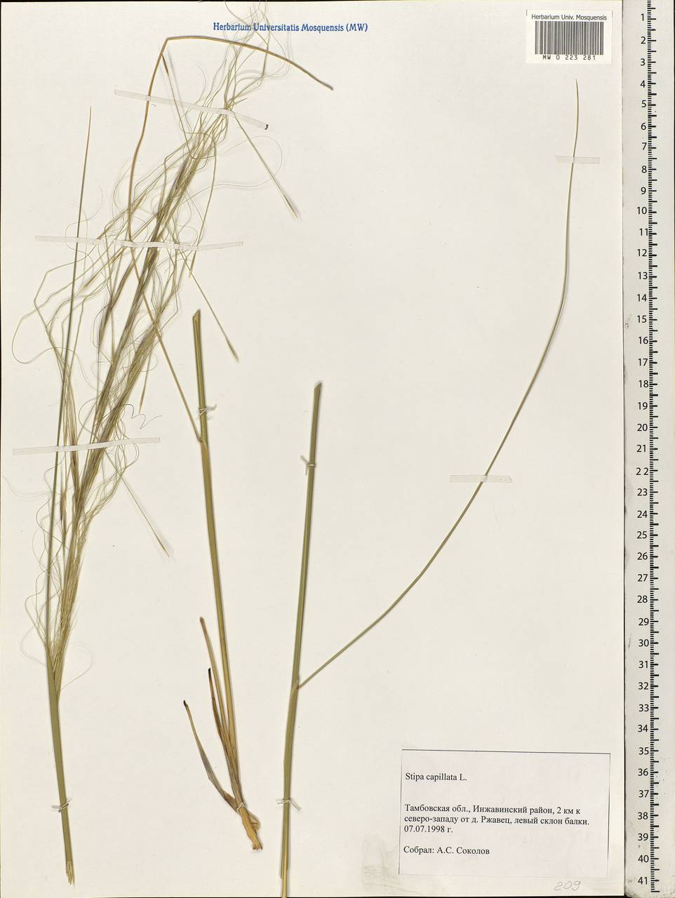 Stipa capillata L., Eastern Europe, Central forest-and-steppe region (E6) (Russia)