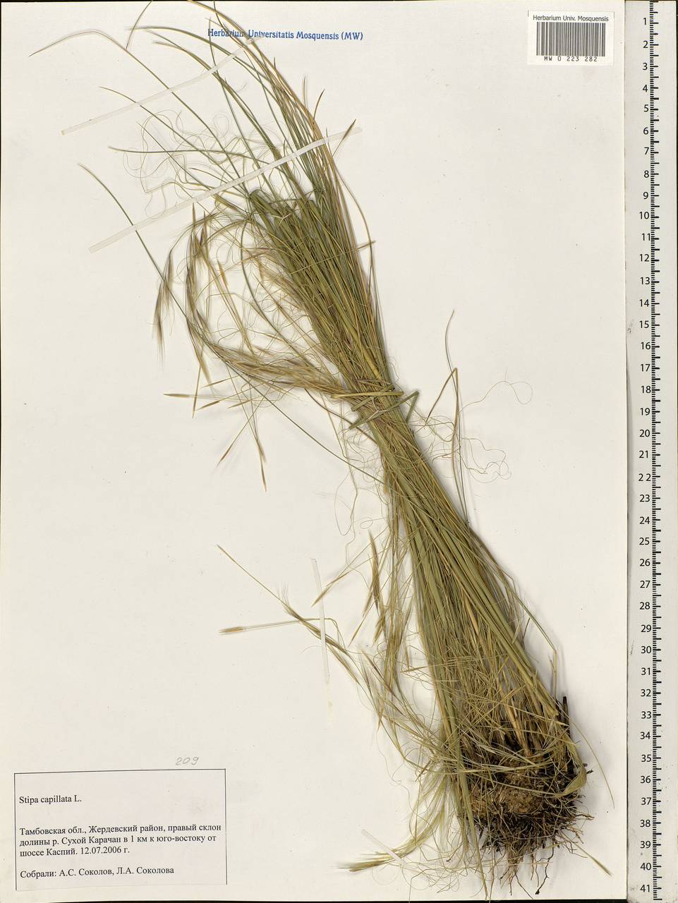 Stipa capillata L., Eastern Europe, Central forest-and-steppe region (E6) (Russia)