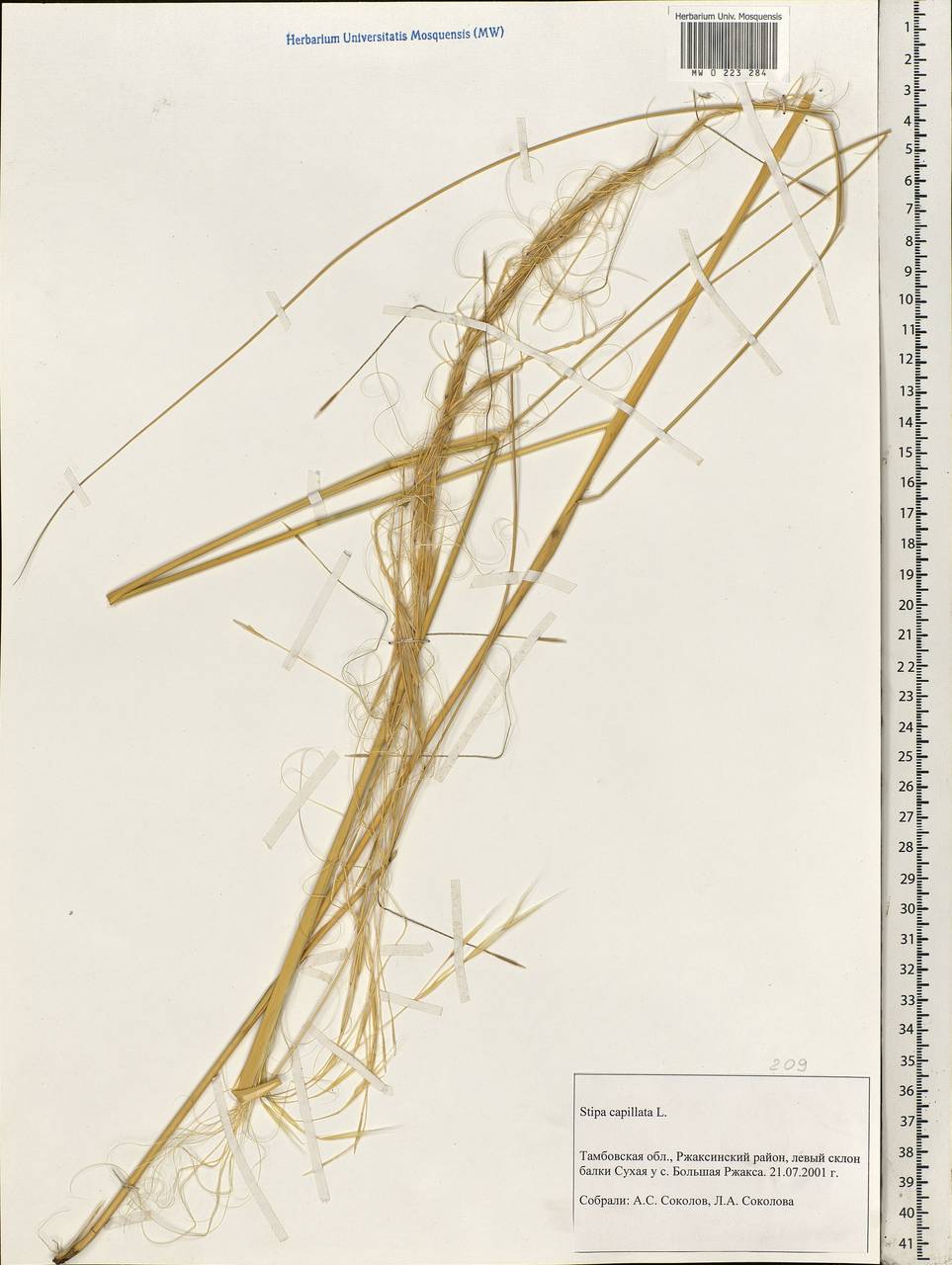 Stipa capillata L., Eastern Europe, Central forest-and-steppe region (E6) (Russia)