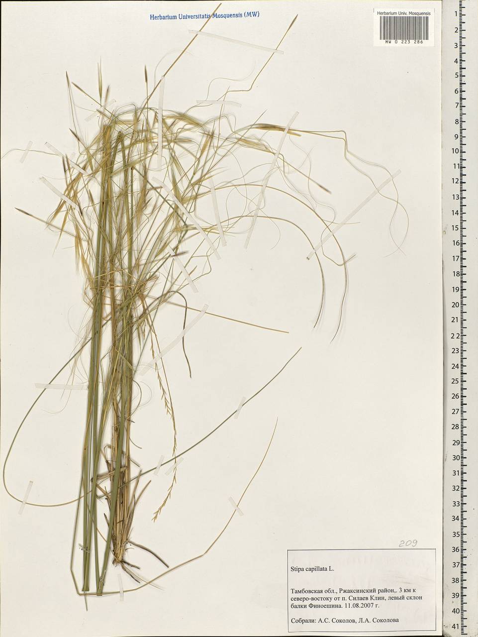 Stipa capillata L., Eastern Europe, Central forest-and-steppe region (E6) (Russia)