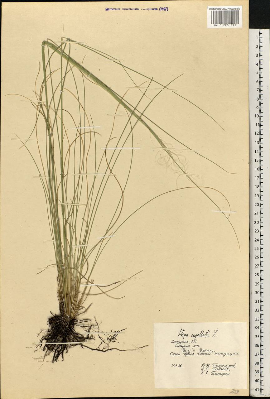 Stipa capillata L., Eastern Europe, Central forest-and-steppe region (E6) (Russia)