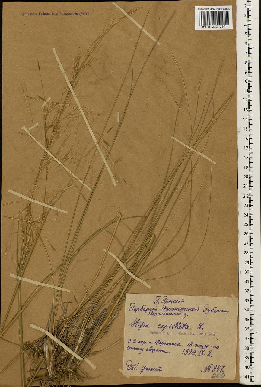 Stipa capillata L., Eastern Europe, Central forest-and-steppe region (E6) (Russia)