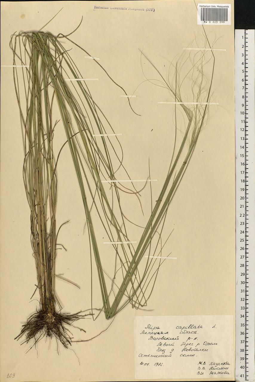 Stipa capillata L., Eastern Europe, Central forest-and-steppe region (E6) (Russia)