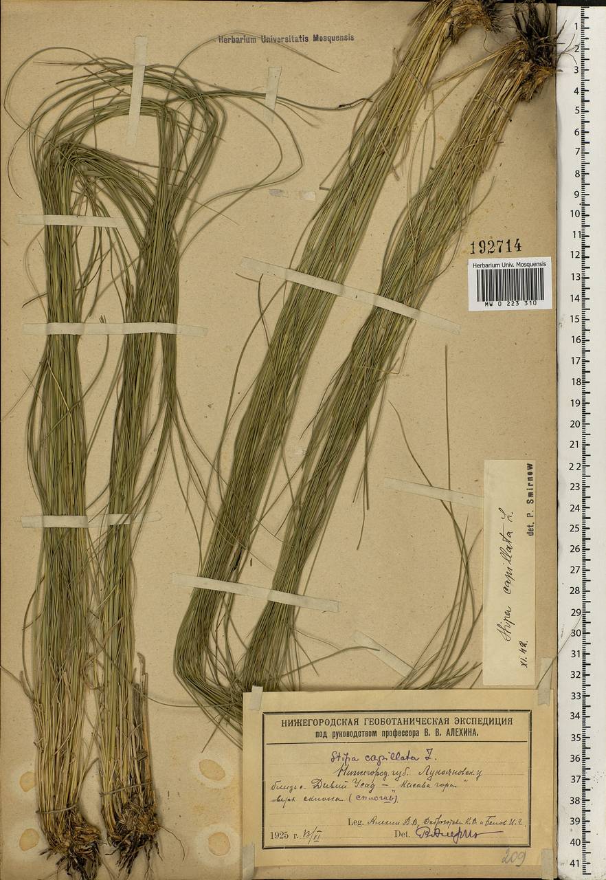 Stipa capillata L., Eastern Europe, Volga-Kama region (E7) (Russia)