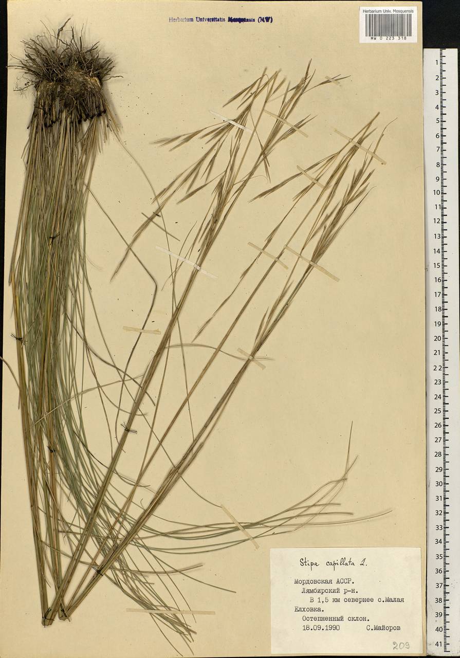 Stipa capillata L., Eastern Europe, Middle Volga region (E8) (Russia)