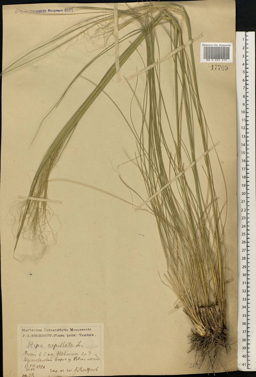 Stipa capillata L., Eastern Europe, Central forest-and-steppe region (E6) (Russia)