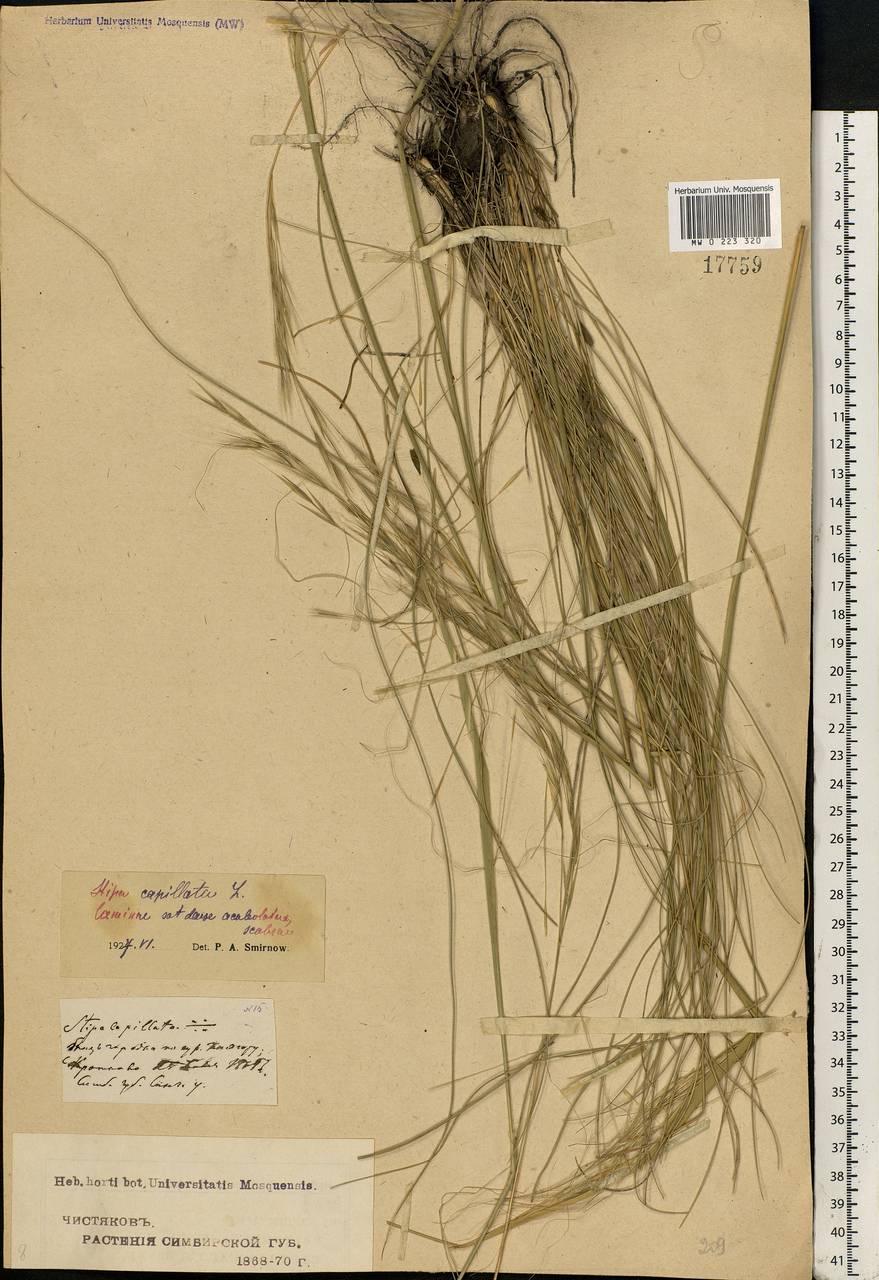 Stipa capillata L., Eastern Europe, Middle Volga region (E8) (Russia)