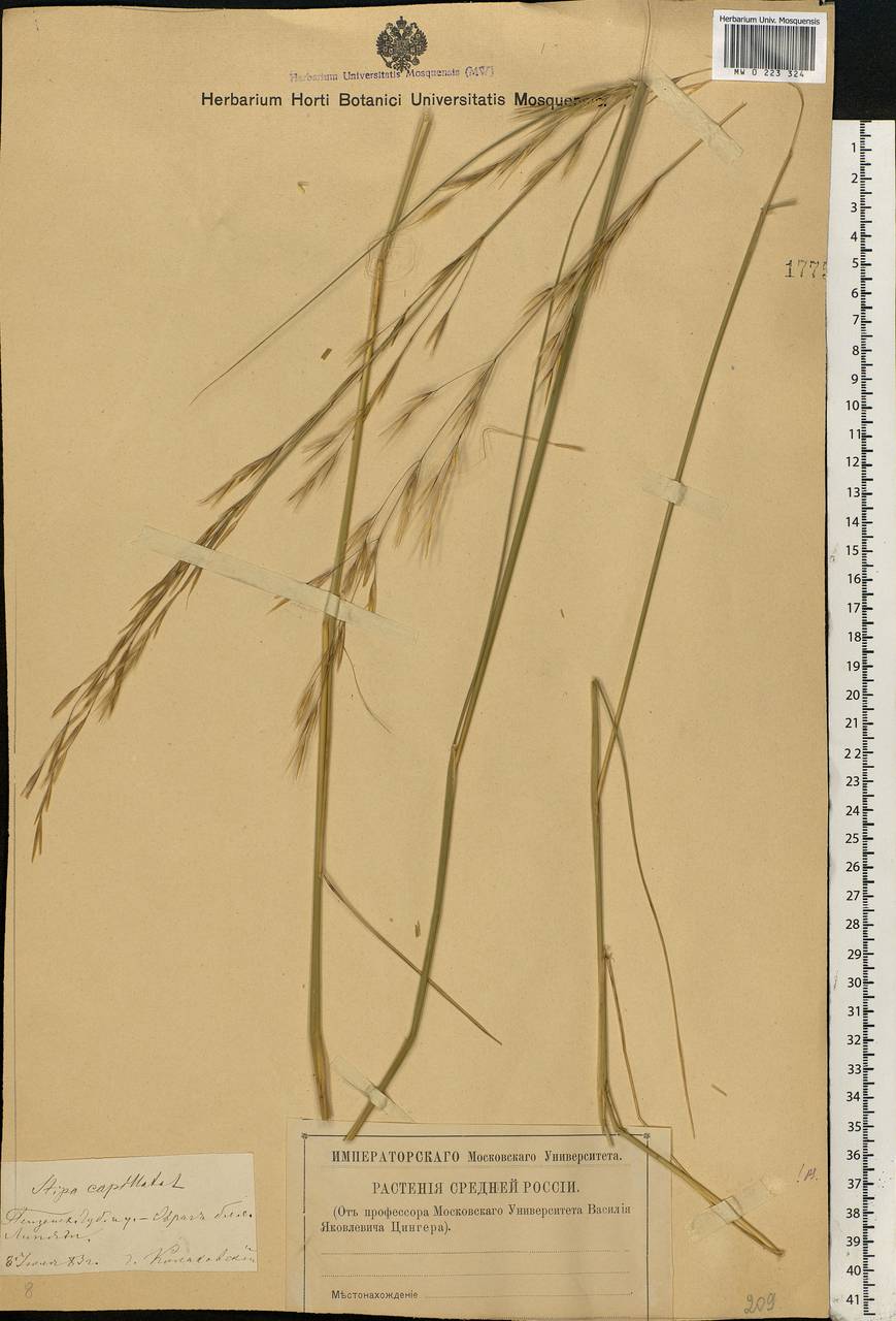 Stipa capillata L., Eastern Europe, Middle Volga region (E8) (Russia)