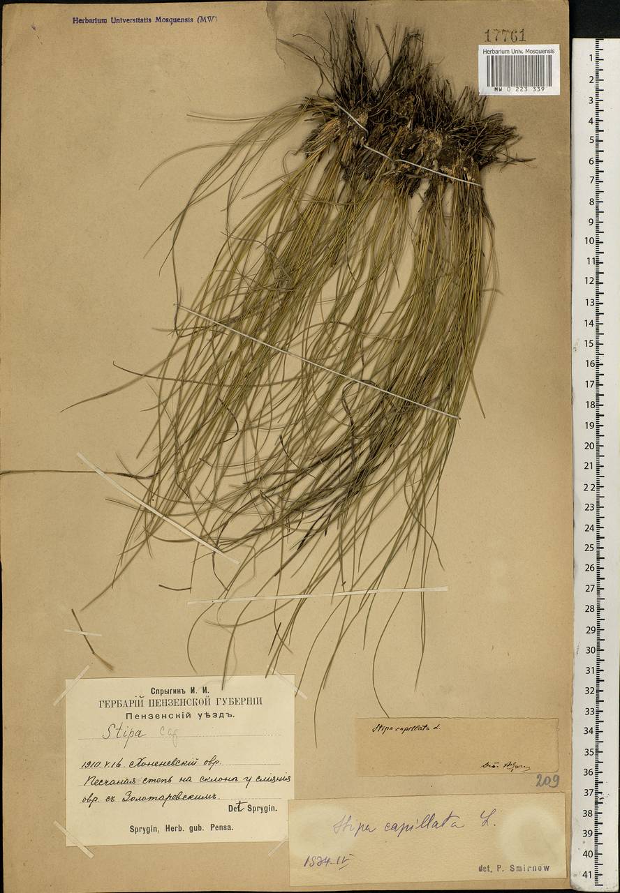 Stipa capillata L., Eastern Europe, Middle Volga region (E8) (Russia)