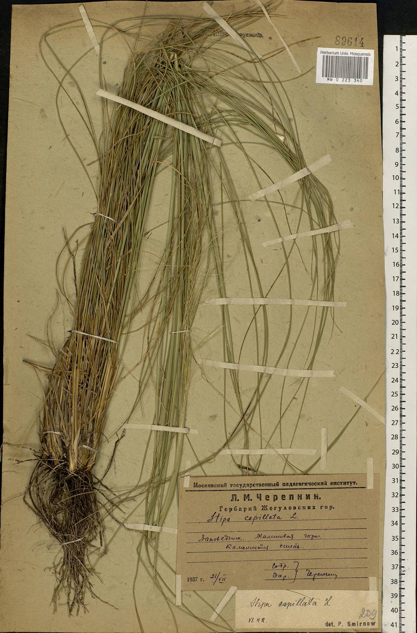 Stipa capillata L., Eastern Europe, Middle Volga region (E8) (Russia)