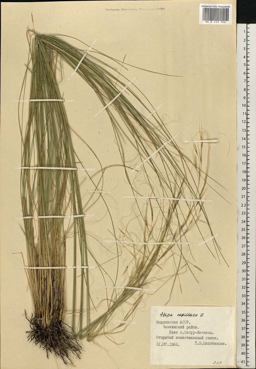 Stipa capillata L., Eastern Europe, Middle Volga region (E8) (Russia)