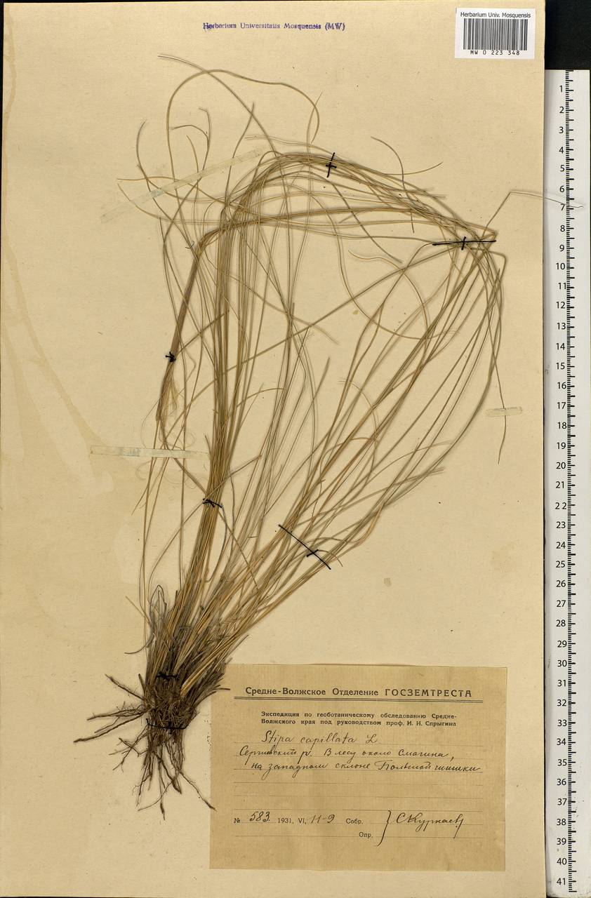 Stipa capillata L., Eastern Europe, Middle Volga region (E8) (Russia)