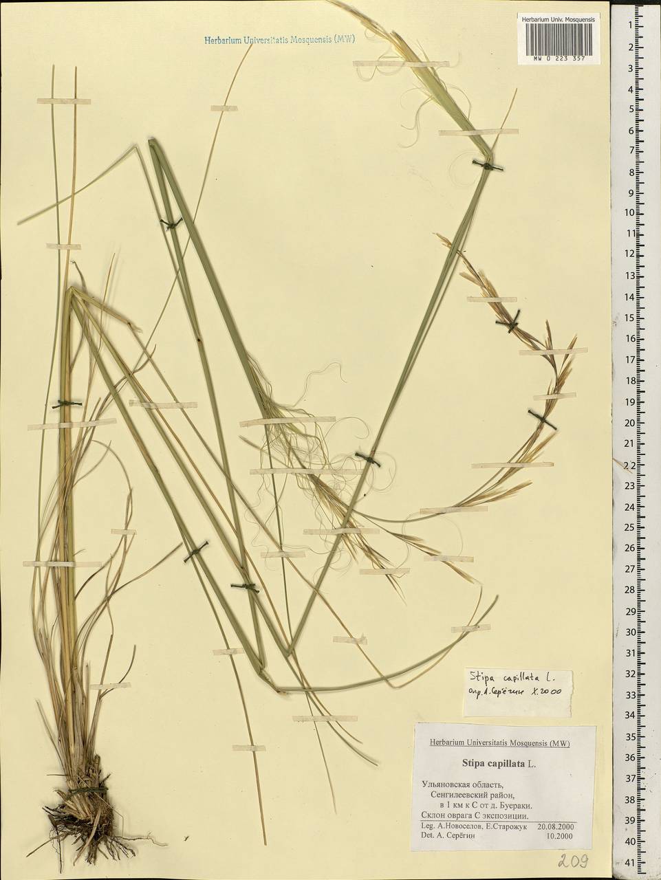 Stipa capillata L., Eastern Europe, Middle Volga region (E8) (Russia)