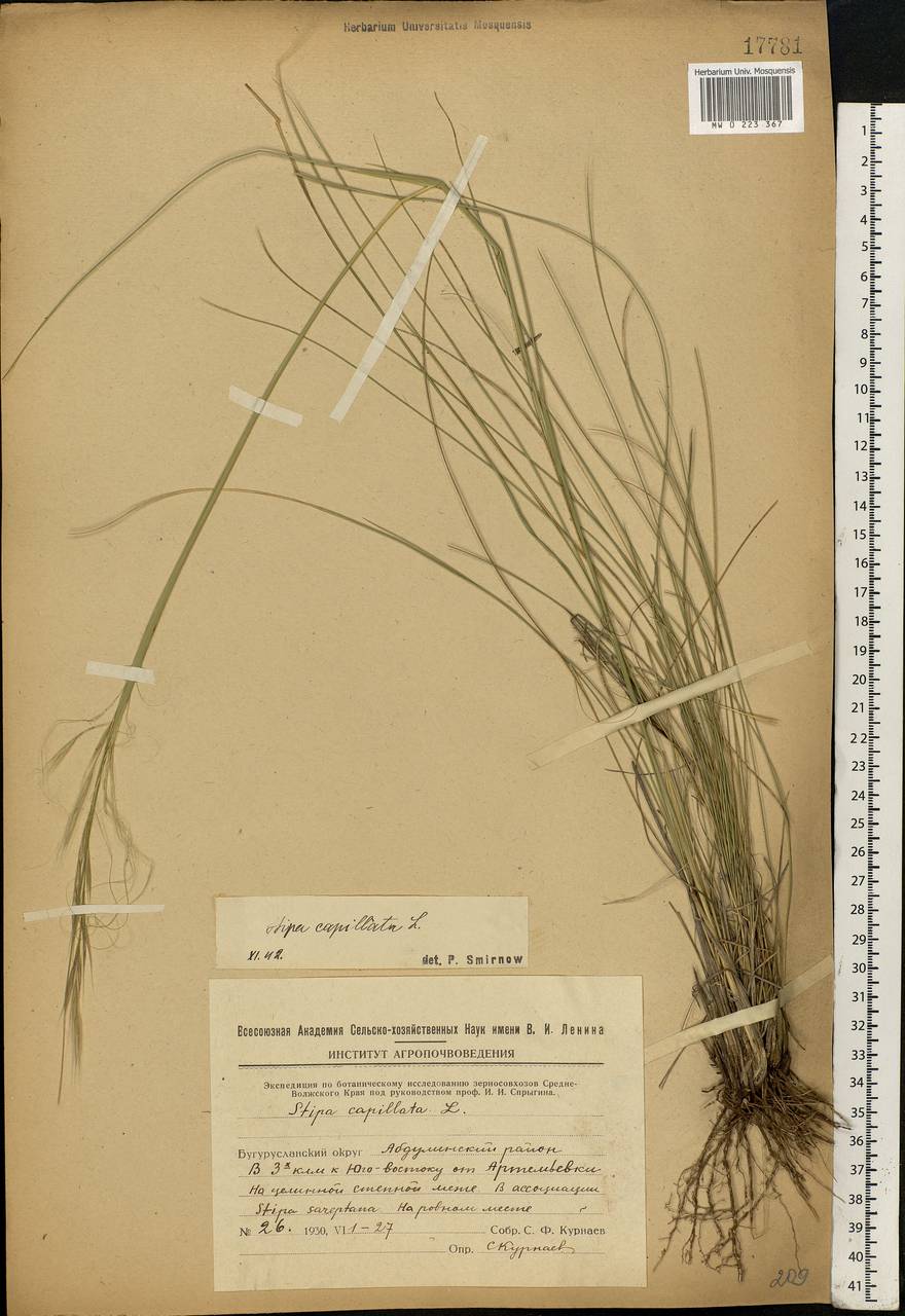 Stipa capillata L., Eastern Europe, Eastern region (E10) (Russia)