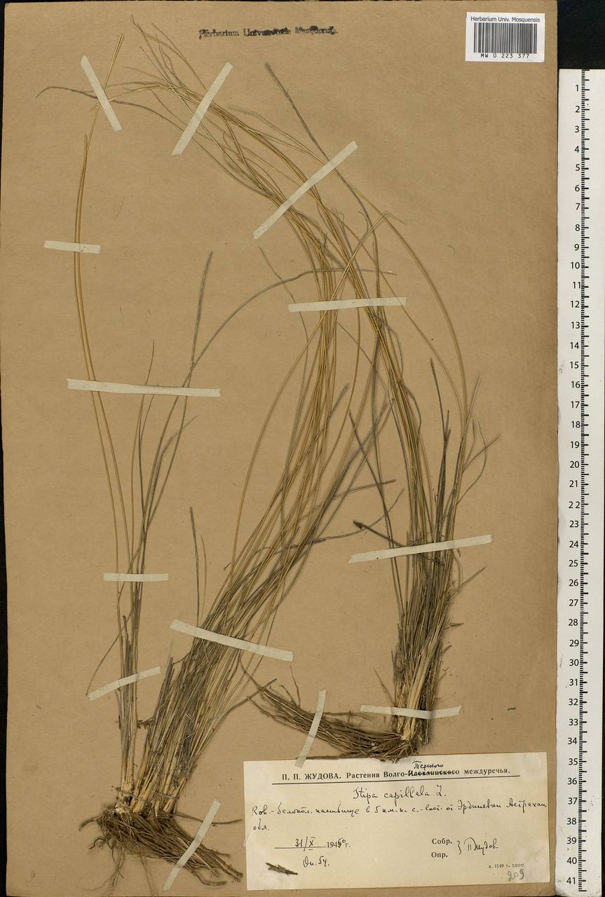 Stipa capillata L., Eastern Europe, Lower Volga region (E9) (Russia)