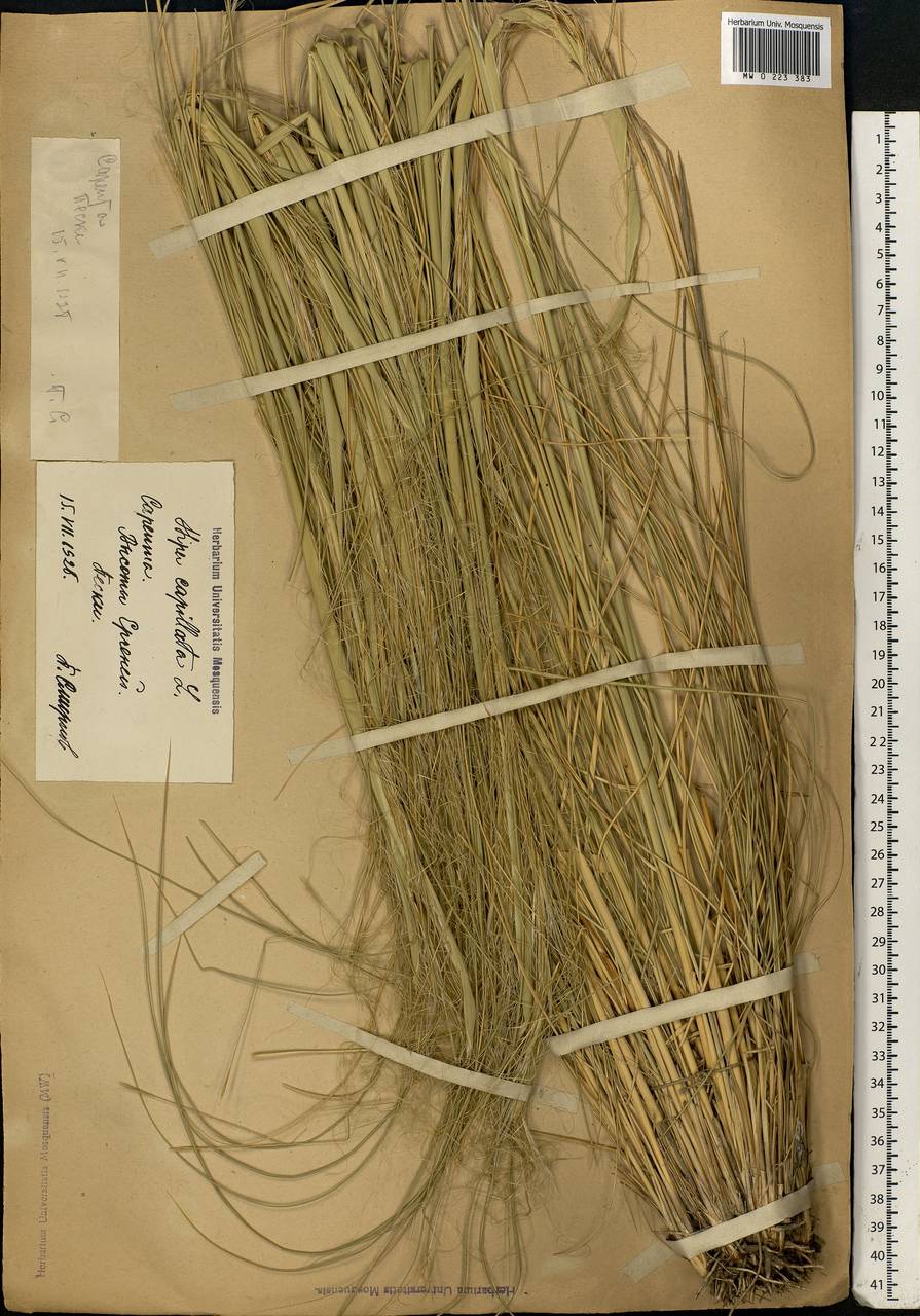 Stipa capillata L., Eastern Europe, Lower Volga region (E9) (Russia)