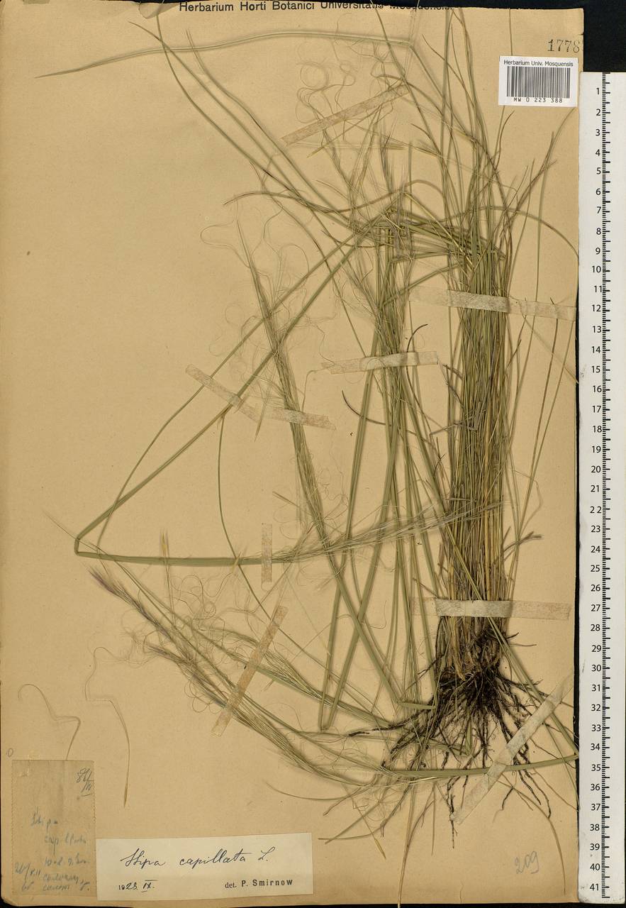 Stipa capillata L., Eastern Europe, Lower Volga region (E9) (Russia)