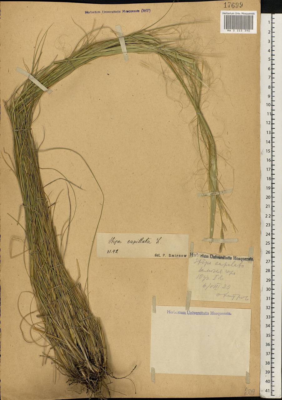 Stipa capillata L., Eastern Europe, Central forest-and-steppe region (E6) (Russia)