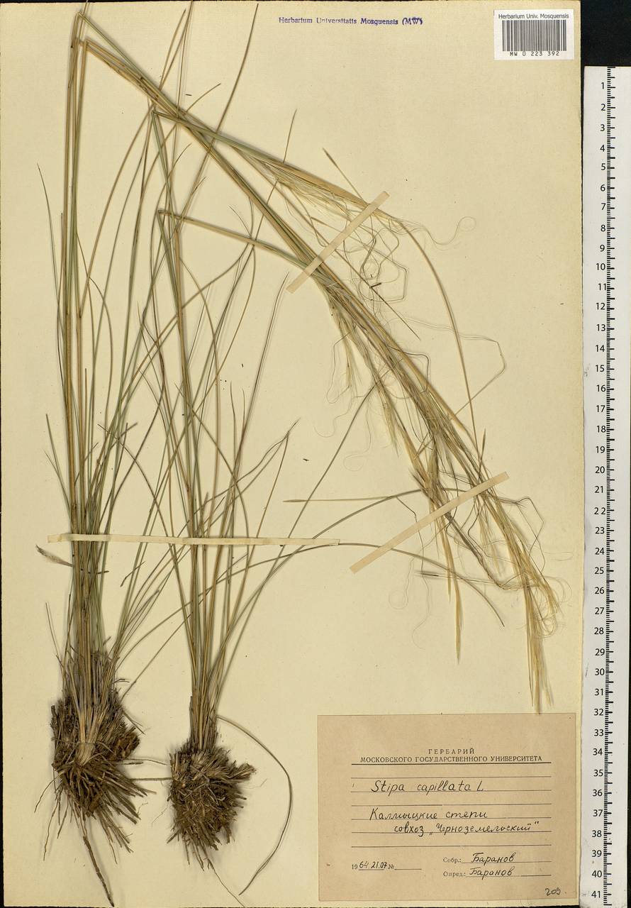 Stipa capillata L., Eastern Europe, Lower Volga region (E9) (Russia)