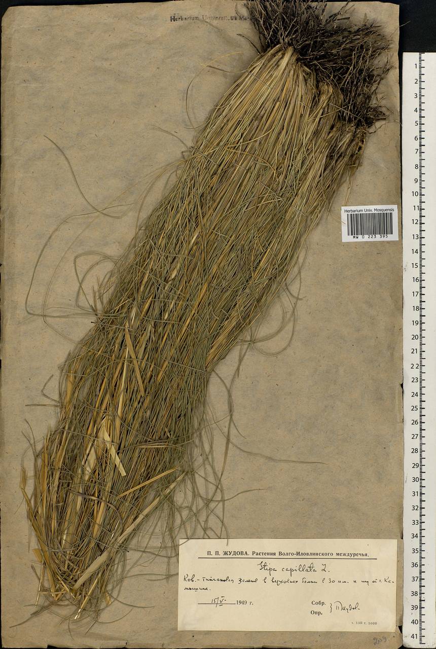 Stipa capillata L., Eastern Europe, Lower Volga region (E9) (Russia)
