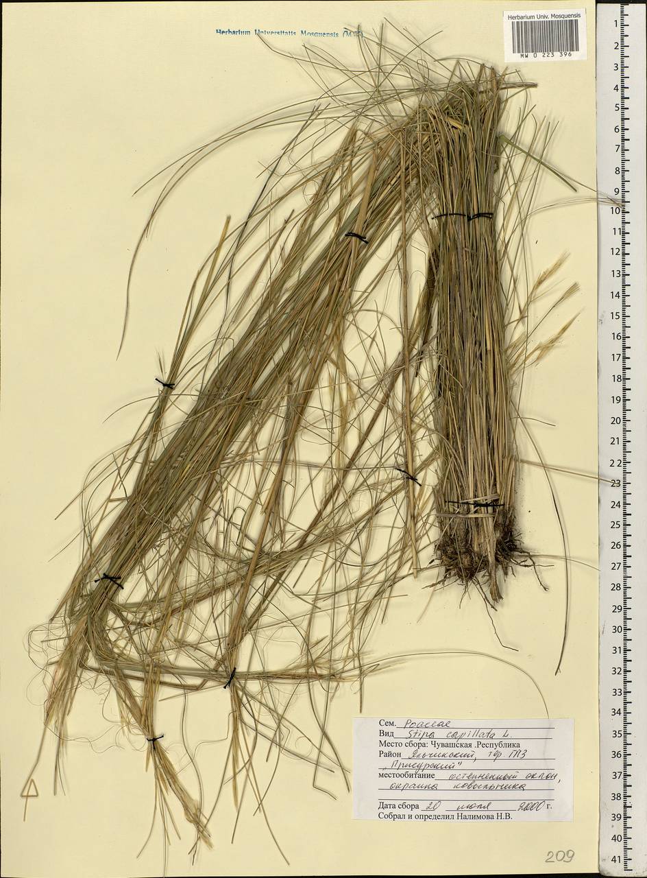 Stipa capillata L., Eastern Europe, Middle Volga region (E8) (Russia)