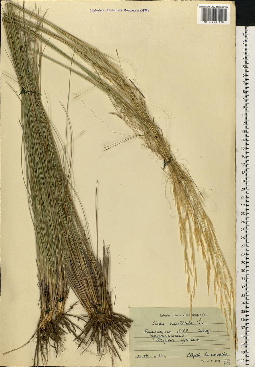 Stipa capillata L., Eastern Europe, Lower Volga region (E9) (Russia)