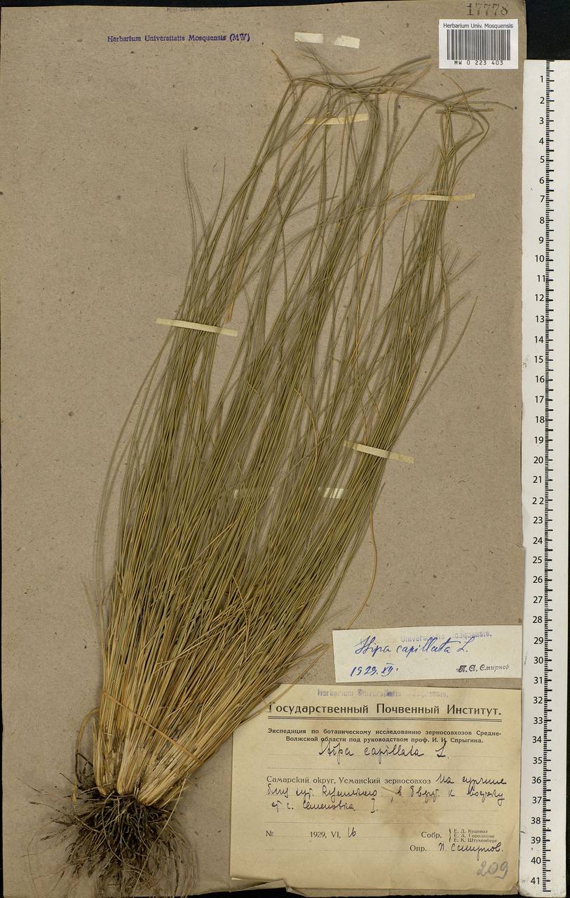 Stipa capillata L., Eastern Europe, Eastern region (E10) (Russia)