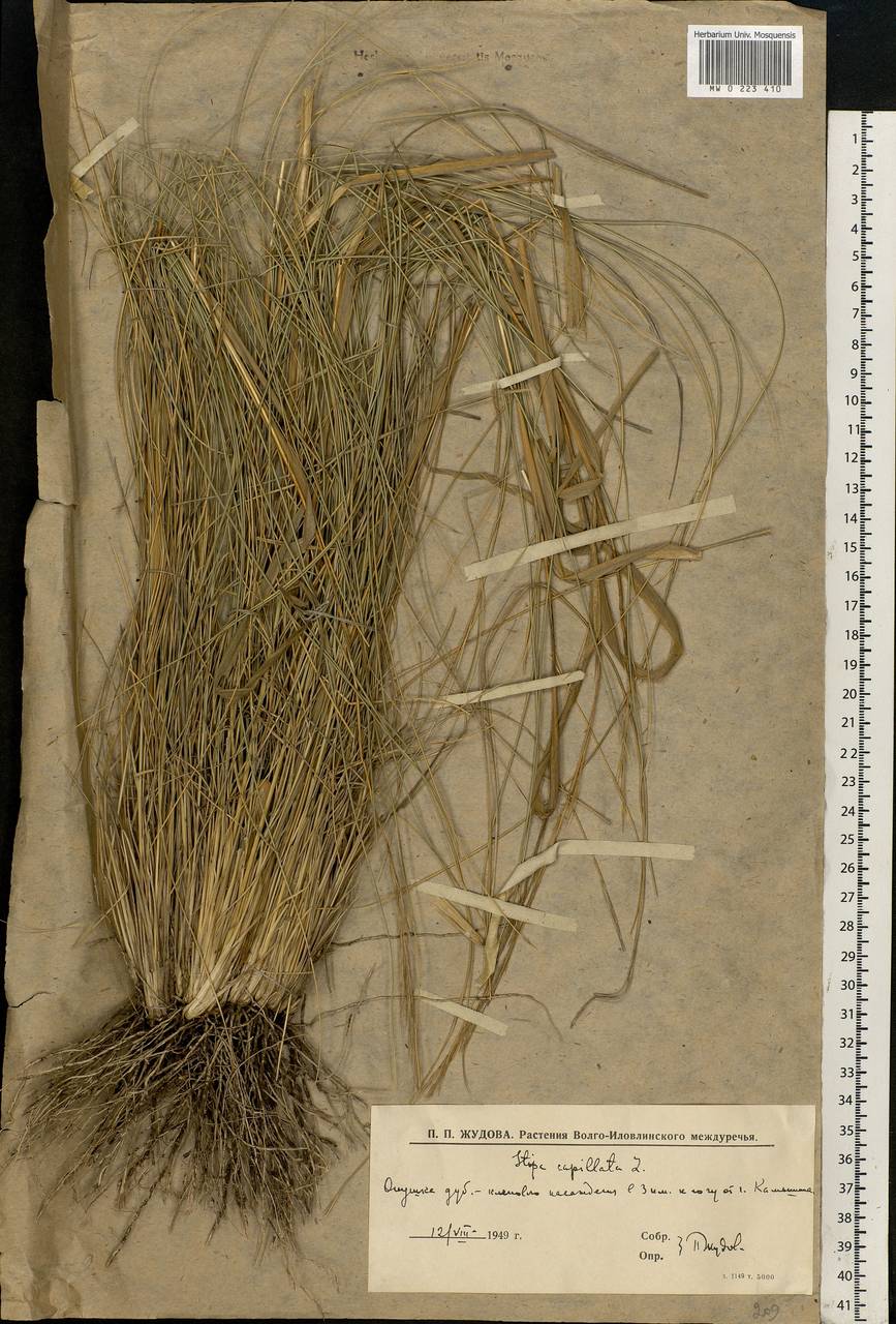 Stipa capillata L., Eastern Europe, Lower Volga region (E9) (Russia)