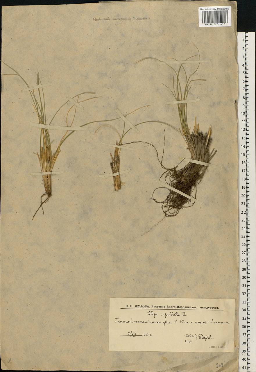 Stipa capillata L., Eastern Europe, Lower Volga region (E9) (Russia)