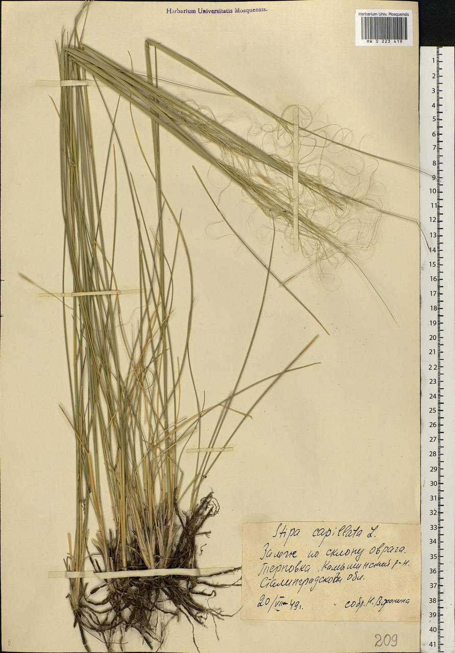 Stipa capillata L., Eastern Europe, Lower Volga region (E9) (Russia)