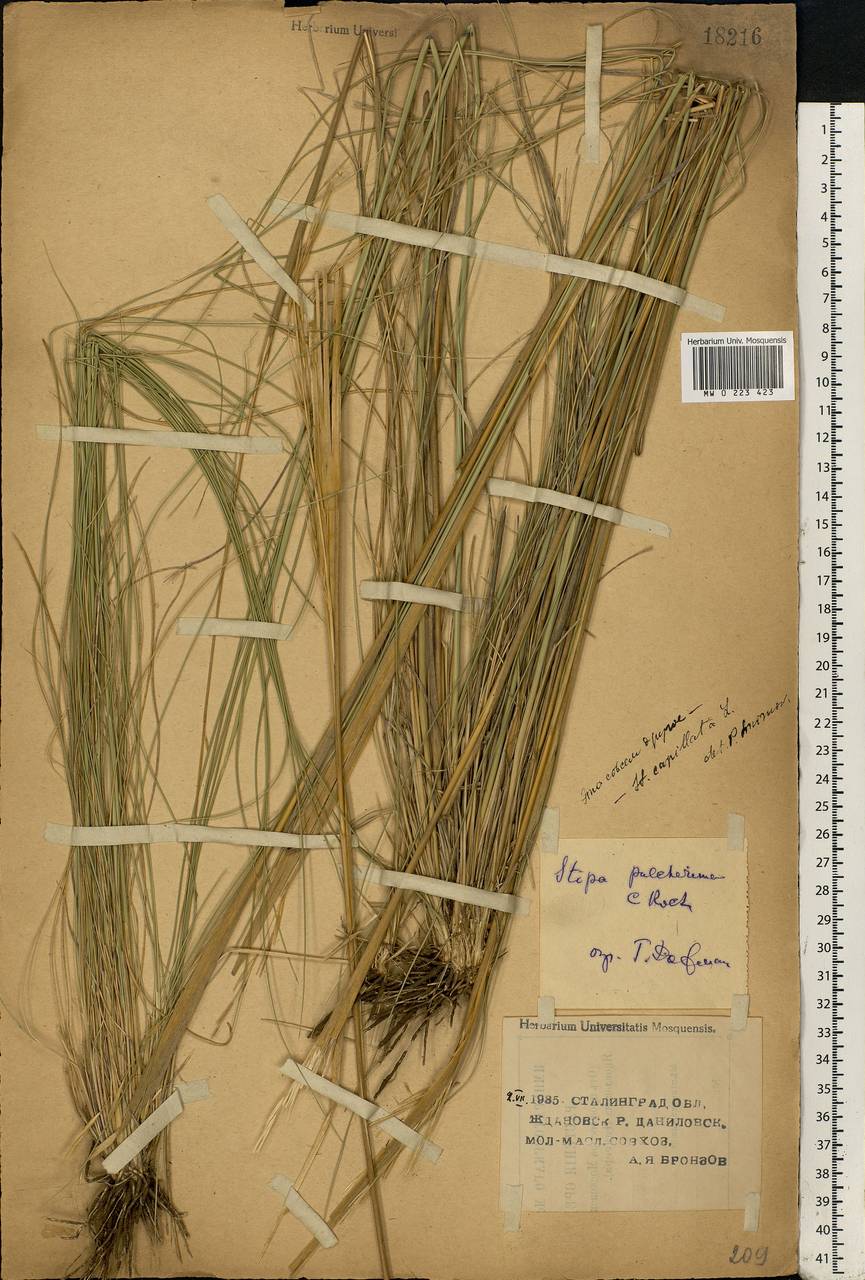 Stipa capillata L., Eastern Europe, Lower Volga region (E9) (Russia)