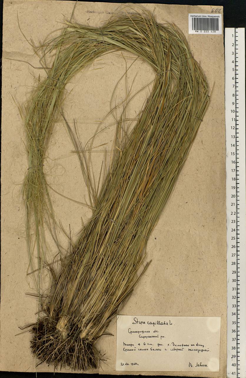 Stipa capillata L., Eastern Europe, Lower Volga region (E9) (Russia)