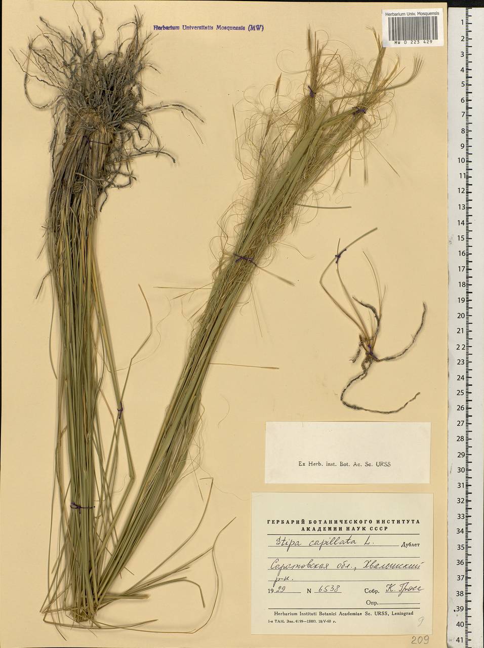 Stipa capillata L., Eastern Europe, Lower Volga region (E9) (Russia)