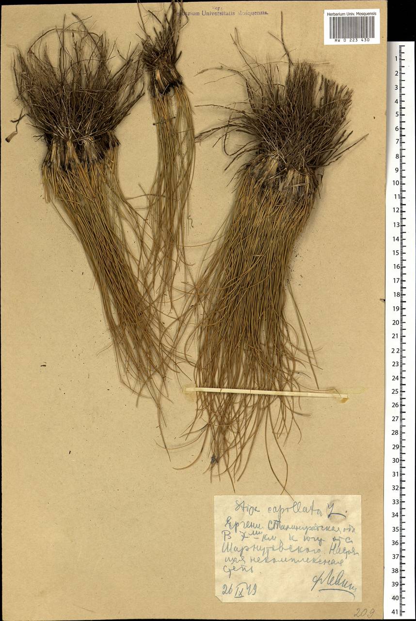 Stipa capillata L., Eastern Europe, Lower Volga region (E9) (Russia)